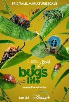 A Real Bug's Life A Real Bug's Life