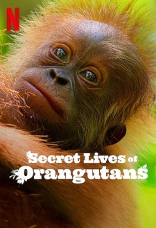 Secret Lives of Orangutans Secret Lives of Orangutans