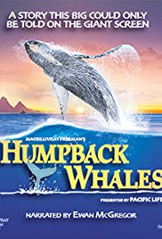Humpback Whales