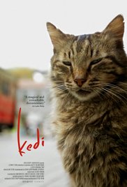 Kedi Kedi